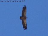 Pájaro Buitre leonado - Gyps fulvus. Cazorla